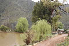 Salix babylonica babylonica