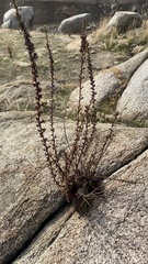 Adenostoma fasciculatum