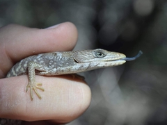 Gerrhonotus infernalis