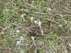 Bombycilaena discolor