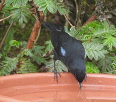 Diglossa lafresnayii