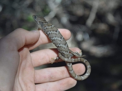 Gerrhonotus infernalis