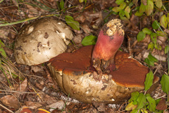 Neoboletus erythropus