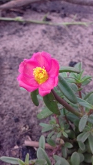 Portulaca
