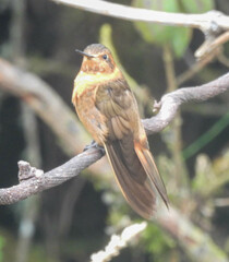 Aglaeactis cupripennis