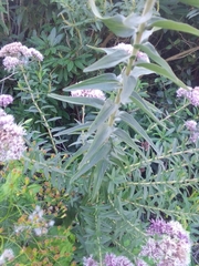 Campovassouria cruciata