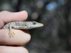 Gerrhonotus infernalis