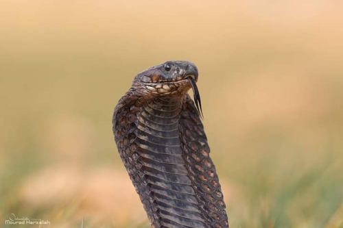 Egyptian Cobra
