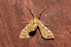Leucinodes cordalis