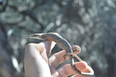 Gerrhonotus infernalis