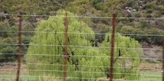 Salix babylonica babylonica