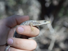 Gerrhonotus infernalis