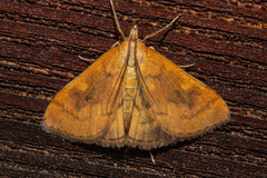 Mnesictena flavidalis