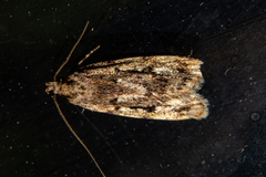 Barea exarcha