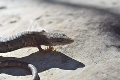 Gerrhonotus infernalis