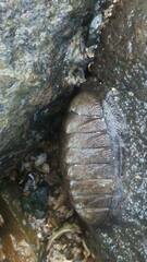 Chiton stokesii