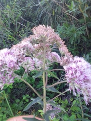 Campovassouria cruciata