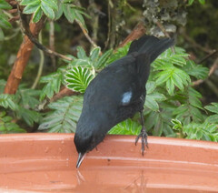 Diglossa lafresnayii