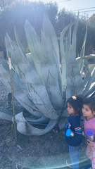 Agave americana expansa