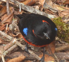 Anisognathus igniventris