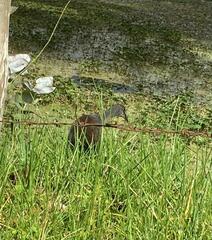 Porphyriops melanops