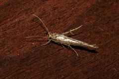 Stathmopoda plumbiflua