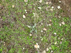 Cynoglossum cheirifolium