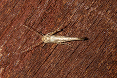 Stathmopoda plumbiflua
