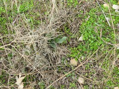 Cynoglossum cheirifolium