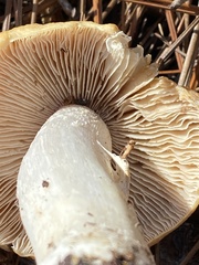 Cortinarius caperatus