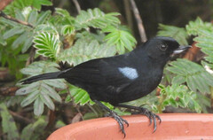 Diglossa lafresnayii