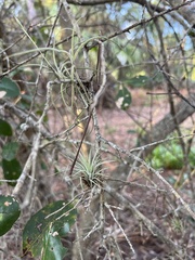 Tillandsia utriculata