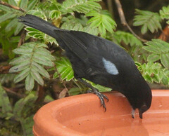 Diglossa lafresnayii