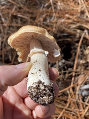 Cortinarius caperatus