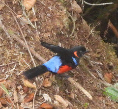 Anisognathus igniventris