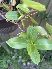 Ficus microcarpa
