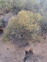 Gutierrezia microcephala