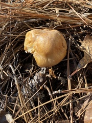 Cortinarius caperatus