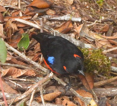 Anisognathus igniventris