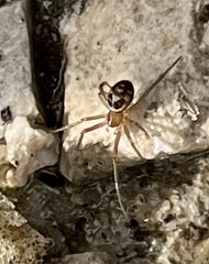 Steatoda