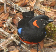 Anisognathus igniventris