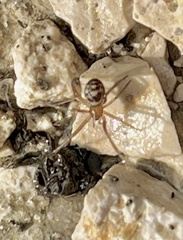 Steatoda