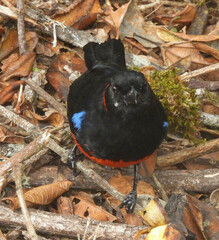 Anisognathus igniventris