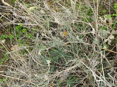 Thymus lacaitae