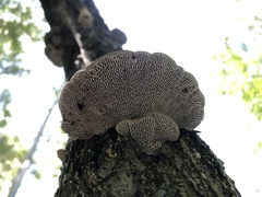 Daedaleopsis confragosa