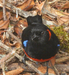 Anisognathus igniventris