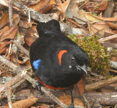 Anisognathus igniventris