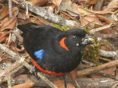 Anisognathus igniventris