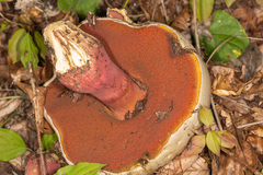Neoboletus erythropus