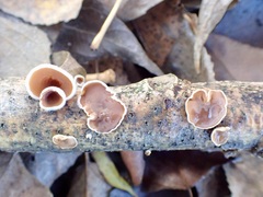 Schizophyllum amplum